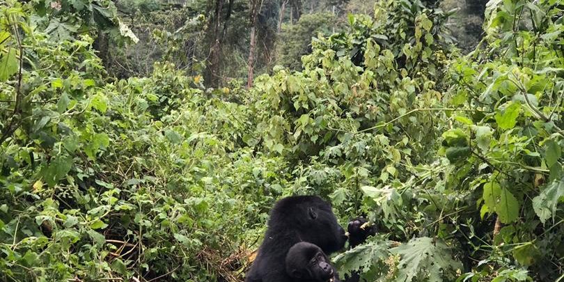 Gorilla Trekking Safaris in Uganda