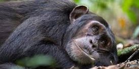 12 day highlight of Uganda