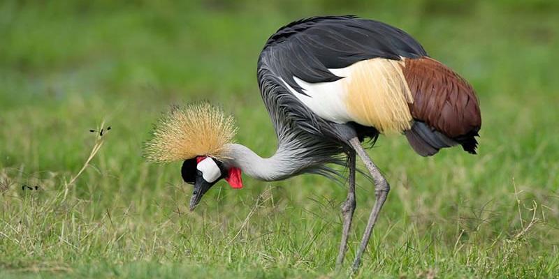 Frequently Asked Questions about Uganda