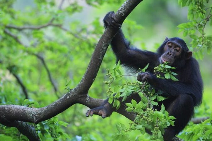 Uganda parks Top Parks to visit after a Gorilla Trek in Bwindi.