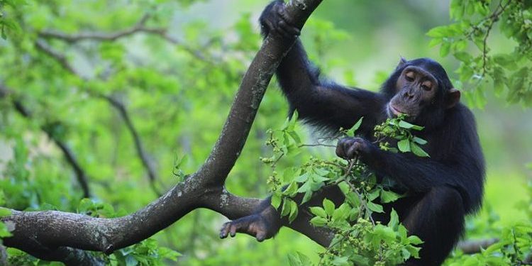 Top Parks to visit after a Gorilla Trek in Bwindi.