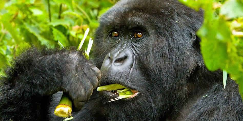 7 Days Gorilla trekking safari