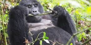 Where are the best places to see gorillas?
