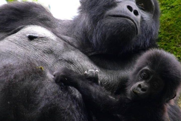 home page Gorilla Safari Trails