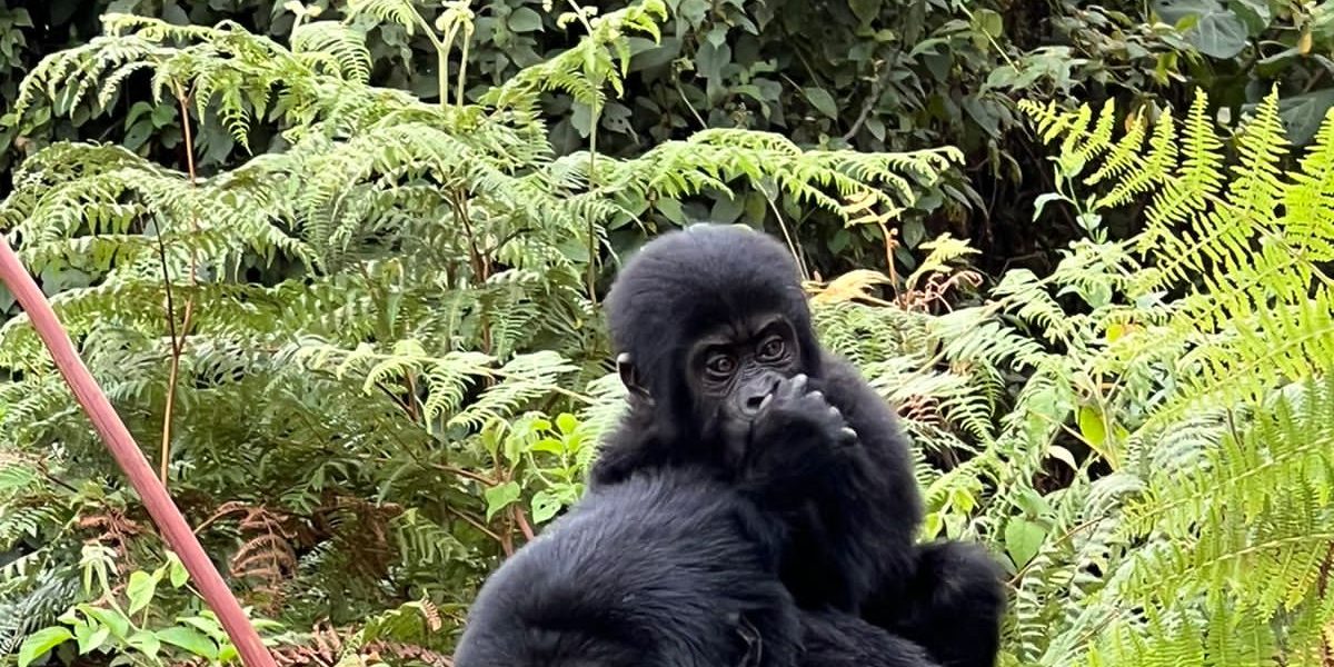Discounted Uganda Gorilla Permits for trekking