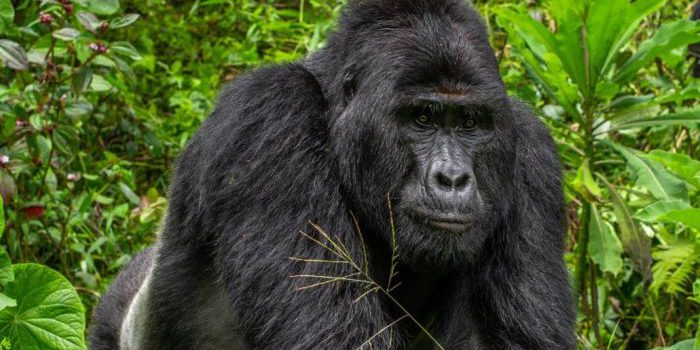 6 days gorillas, wildlife and chimps