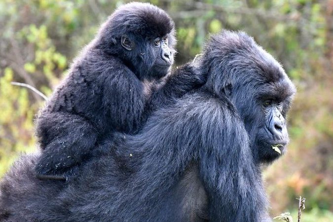 Rules and regulation for mountain