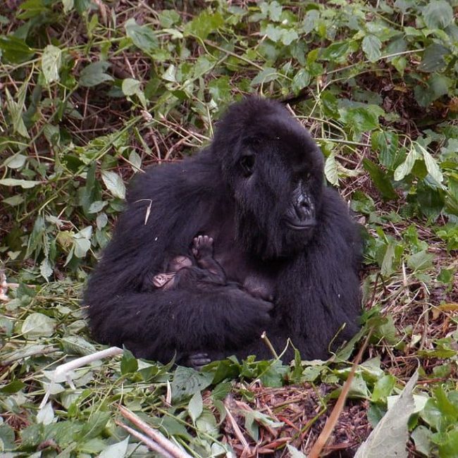 Baby gorilla received at Virunga National Park