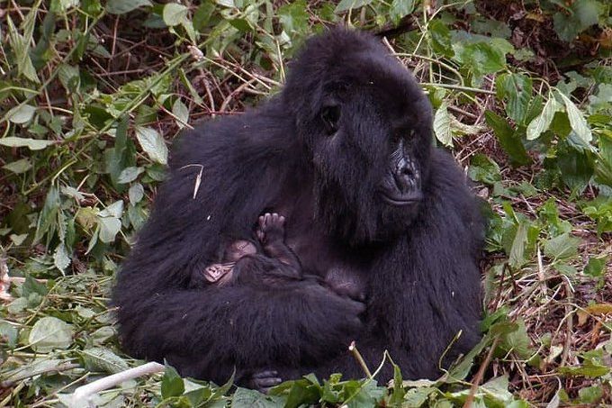 gorilla Baby gorilla received at Virunga National Park