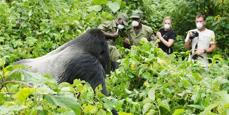 amidst the great sliverback Gorilla Trekking Season