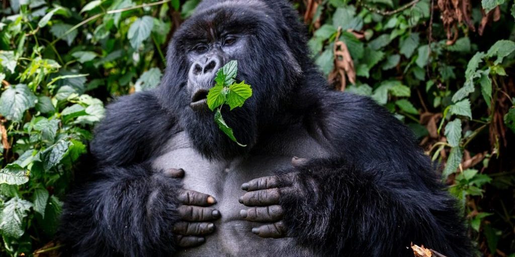 Affordable Gorilla Trekking Safaris
