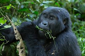 5 Days Gorillas and Chimpanzee trekking
