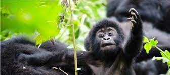 8 Day Uganda Wildlife & Gorilla Trek Bwindi