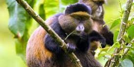Golden Monkey trekking in Mgahinga Gorilla National Park