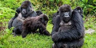 Gorilla trekking in Rwanda