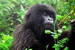 DR Congo Safaris Does Rwanda Have Discounted Gorilla Trekking Permits?