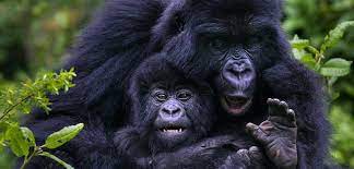 Rwanda